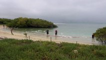 Beaches cleaned up after diesel spill in the Galapagos Islands