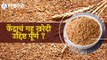 Wheat Production | केंद्राचं गहू खरेदी उद्दिष्ट पूर्ण ?  | Sakal |