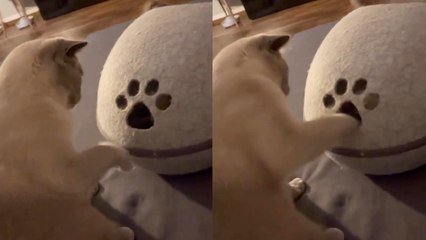 'Sneak attack by mischievous cat leads to a funny fight '