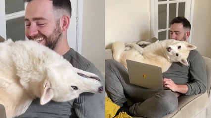 ''No Personal Space' Invasive Husky doesn't believe in the concept of 'Working From Home''