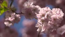 Cherry blossoms bloom in Sweden