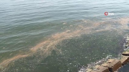 Marmara denizi yine turuncuya büründü