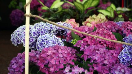 Flores, plantas y artesanía se adueñan del García Sanabria en las Fiestas de Mayo de 2019