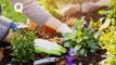 Quels conseils de jardinage au printemps 2022 ? Les conseils d'un pro