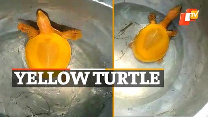 WATCH Rare Yellow Turtle Rescued In Odisha