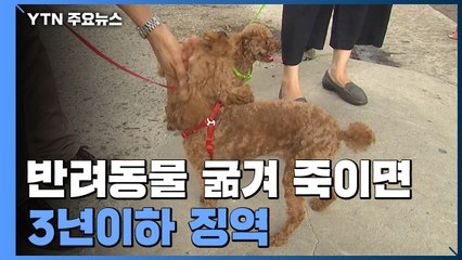 '반려동물 천만시대'..."굶겨 사망·관리의무 소홀 처벌" / YTN