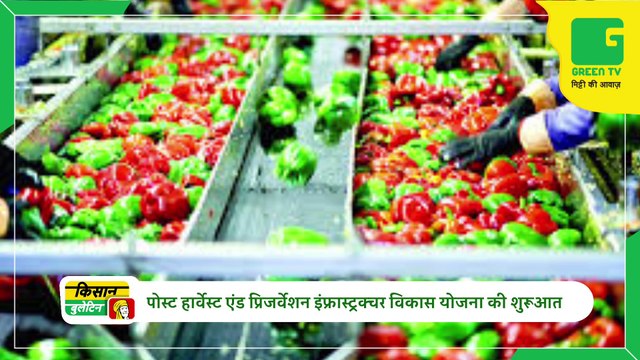 World's most expensive mango cultivation is happening here, CCTV cameras have been installed for tight security