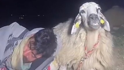 Çoban canlı yayında uyudu: Tiktok'taki koyunu 12 bin kişi izledi