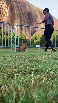 Elle sauve sans faire exprès une biche prise au piège