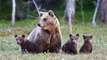Après avoir entendu des ronflements tout l'hiver, ils découvrent que cinq ours ont hiberné sous leur maison