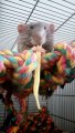 Jumbo the Rat Enjoying Some Pasta