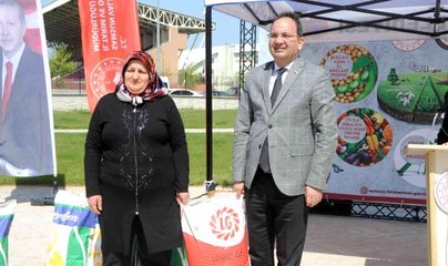 Samsun'da çiftçilere 600 torba ayçiçeği tohumu dağıtıldı