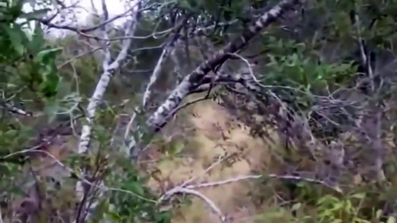 ANIMALES  LEONES VS HIENAS A MUERTE ,LA GRAN PELEA,ANIMALES SALVAJES,DOCUMENTAL,BEST DOCUMENTARIES