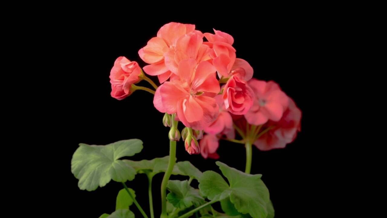 Geranium Mistakes You Should Avoid
