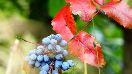Berries