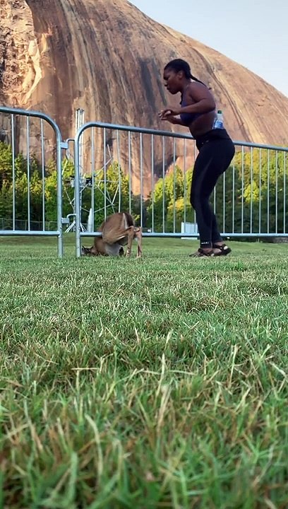 Elle sauve une biche mais pas vraiment comme elle l'avait prévu