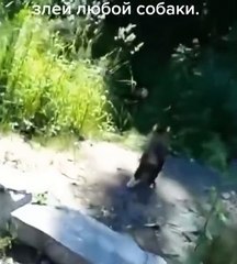 Ce chat est en fait une bête féroce