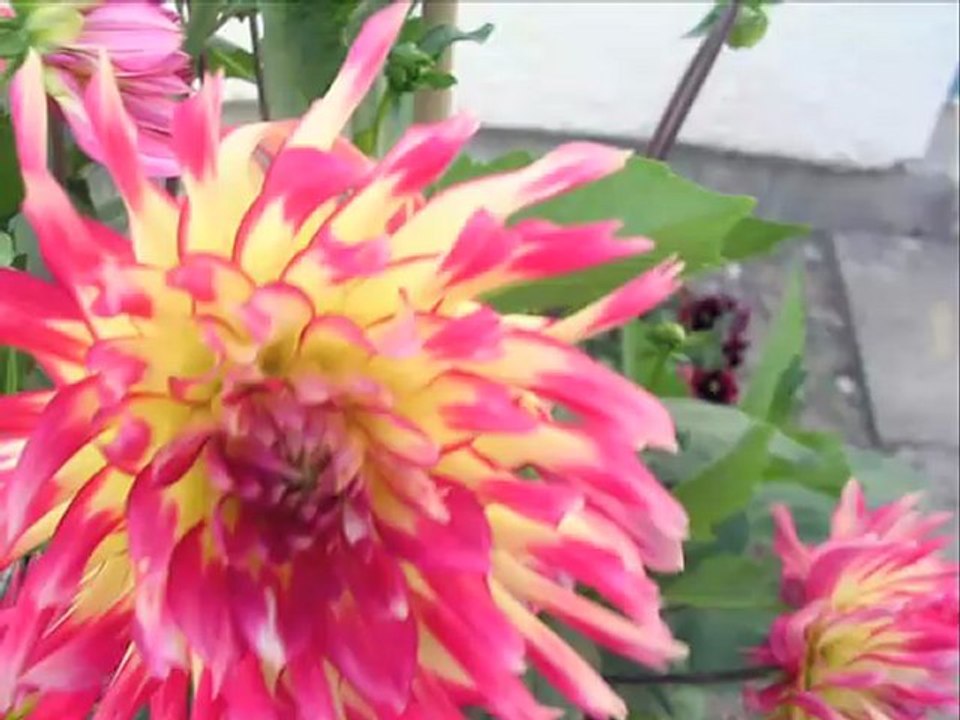 mes fleurs