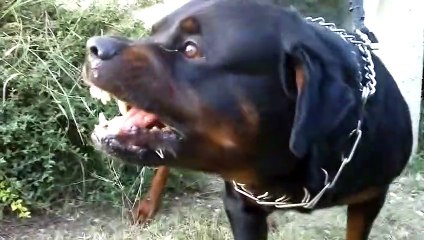 Big Rottweiler defends his territory