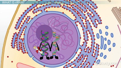 tRNA Explained: Its Crucial Role, Functions, and How It's Made 🧬