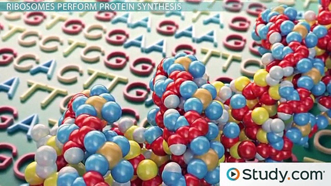 The Ribosome- Structure, Function and Location -