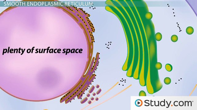 The Endomembrane System- Functions & Components -