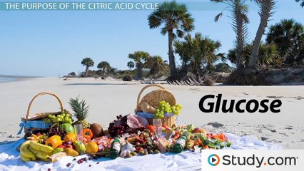 The Citric Acid (Krebs) Cycle- Products and Steps