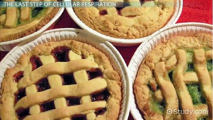 The Electron Transport Chain- Products and Steps