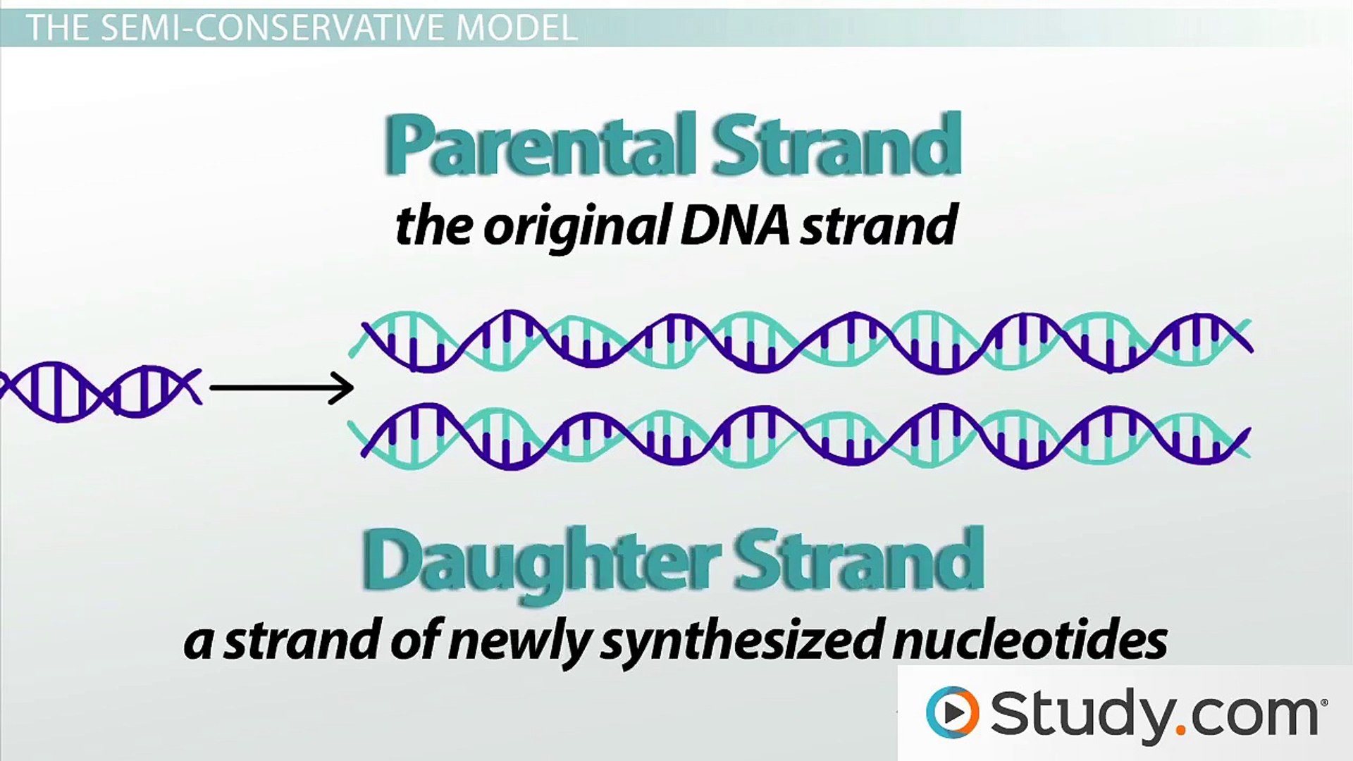 ⁣How Helicase Unwinds the DNA Double Helix in Preparation for Replication
