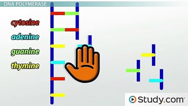 How DNA Polymerase and RNA Primase Initiate DNA Replication -