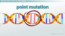 Point Mutations in DNA- Types, Diseases & Examples