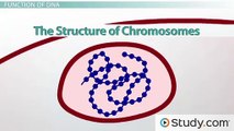 How is DNA Organized into Chromosomes- - Structure & Function