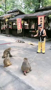 Birds channel,tictok video Birds channel,funy video ,Funny-monkey, Birds channel