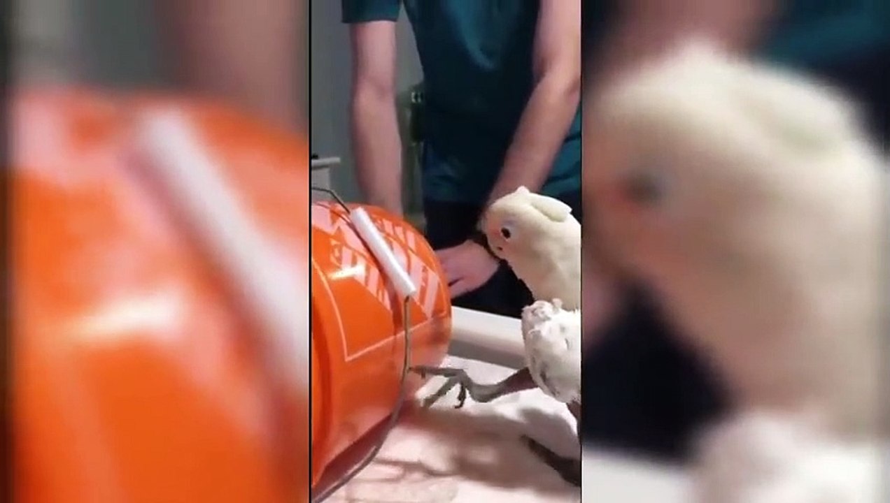Mejores Videos Graciosos del 2022 [NUEVOS]  Si te RÍES PIERDES Perros y Gatos