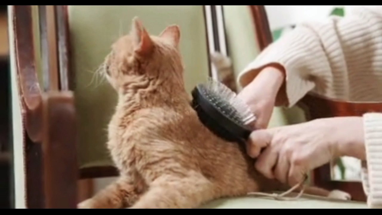 Cute cat just I love