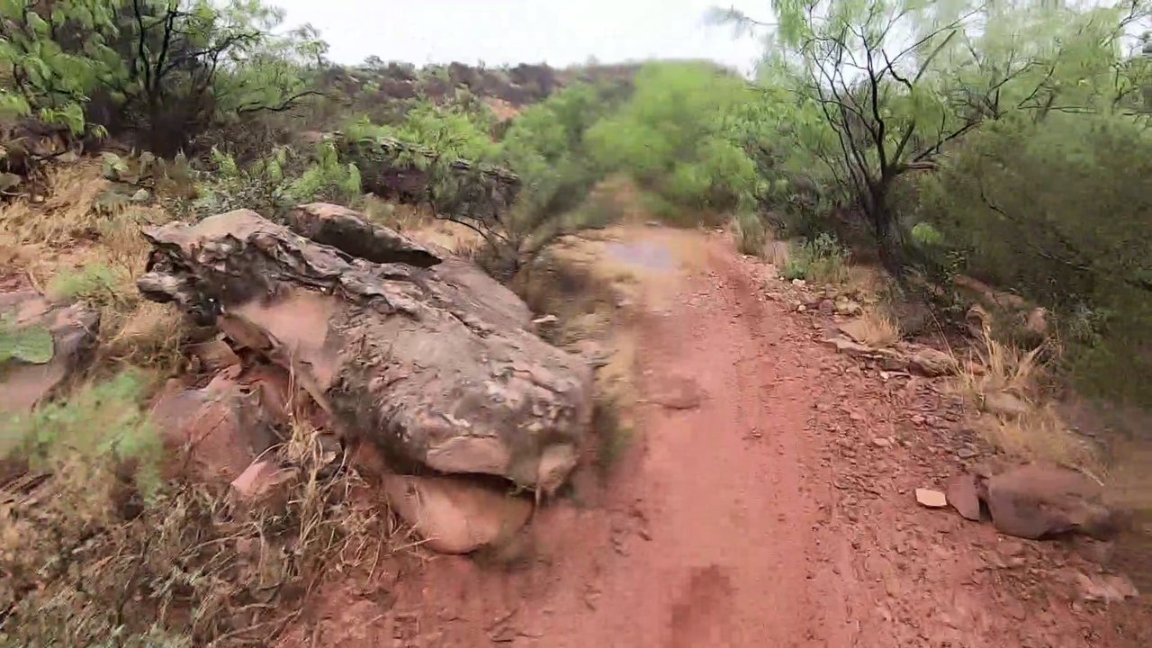 Christmas Tree trail