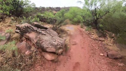 Christmas Tree trail