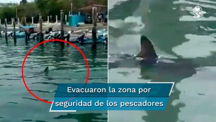 Tiburón acecha embarcadero de Huatulco, Oaxaca y se hace viral el momento