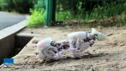 “SQuRo” la rata robótica china que podría salvar tu vida durante un desastre