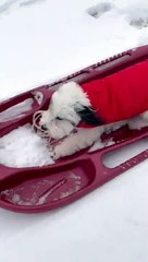 Little Puppy Excitedly Sleds Down Hill