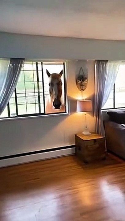 Hogan the Horse Waits Patiently at Window