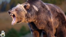 A Grizzly Bear Could Be Defeated By These 5 Animals