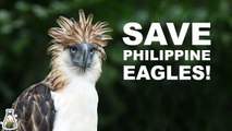Why is it important to protect Philippine Eagles?