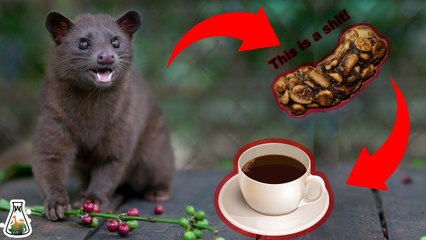 you will not believe the the disgusting truth about  making the most expensive coffee in the world