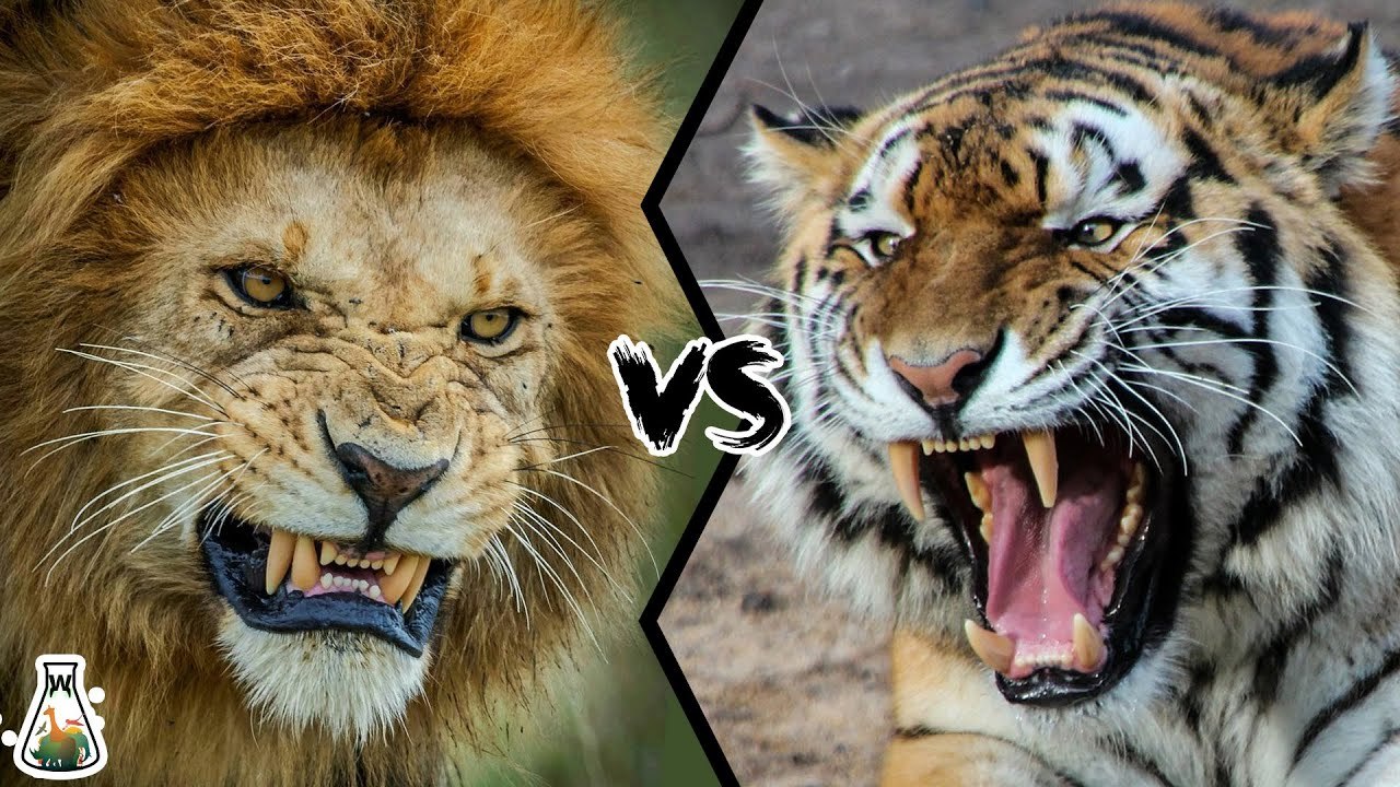 Who is the true king: a lion or a tiger? - video Dailymotion
