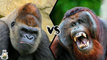 Who is the Great Apes Family's King? GORILLA VS ORANGUTAN