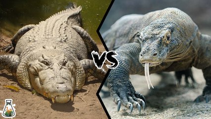 Which is the strongest: the crocodile or the komodo dragon?