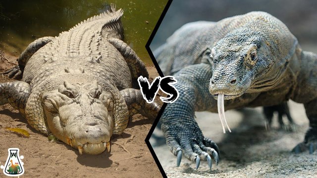 Which is the strongest: the crocodile or the komodo dragon?