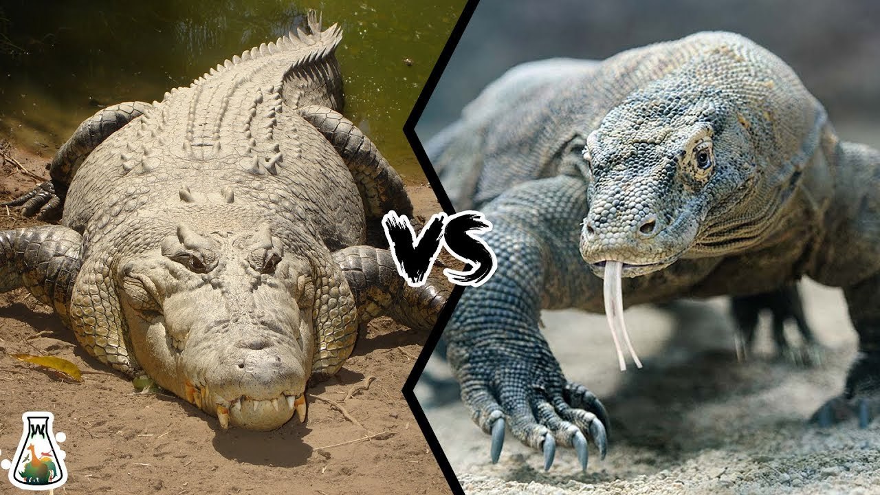 Which is the strongest: the crocodile or the komodo dragon?