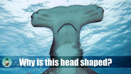 Why is the head of a hammerhead shark shaped like a hammer?